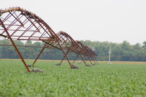 Property photo 200 - 21 Multiple Span Irrigation Pivots, Offered Individually or Combination - Irrigation Equipment Auction